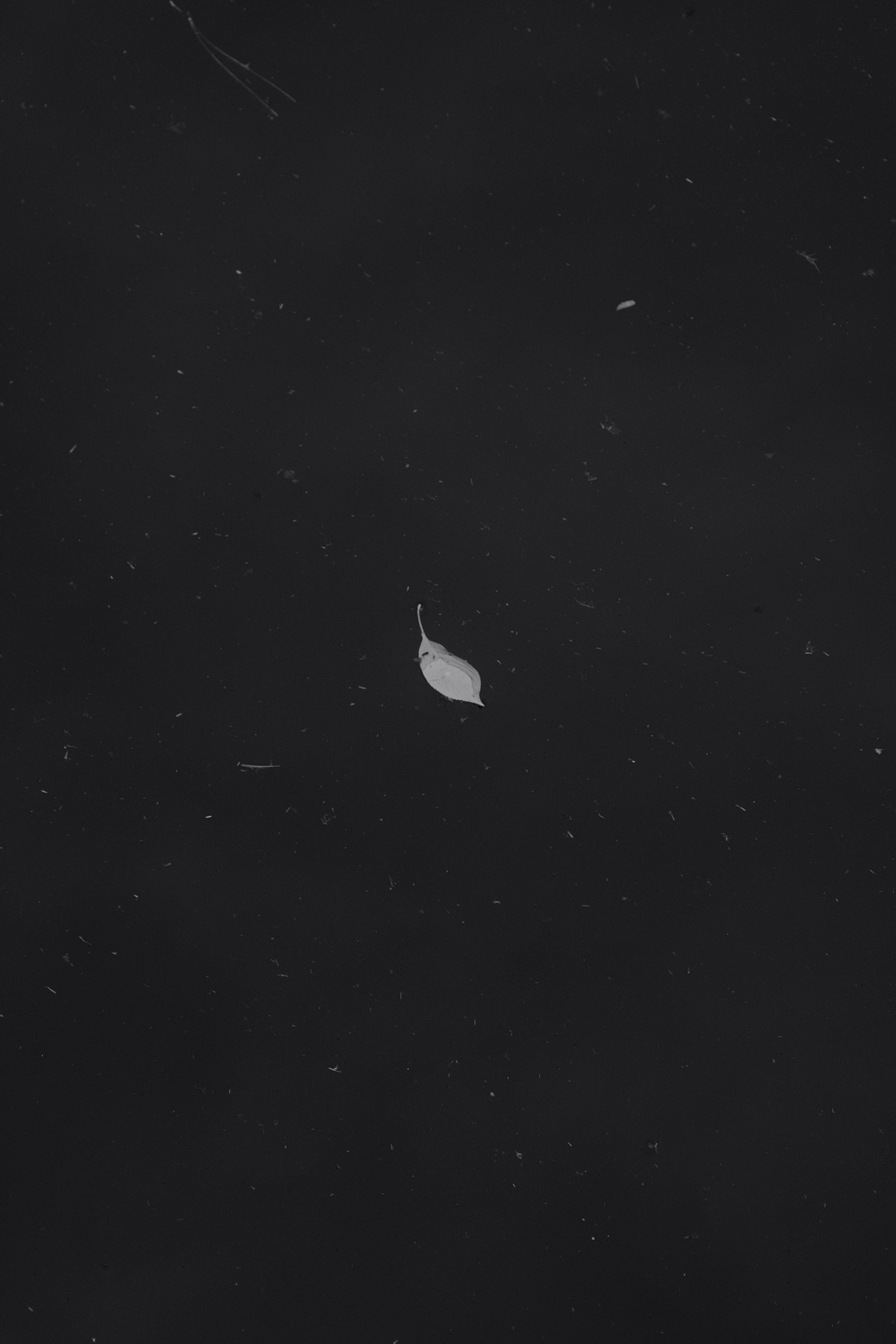 white bird flying during night time